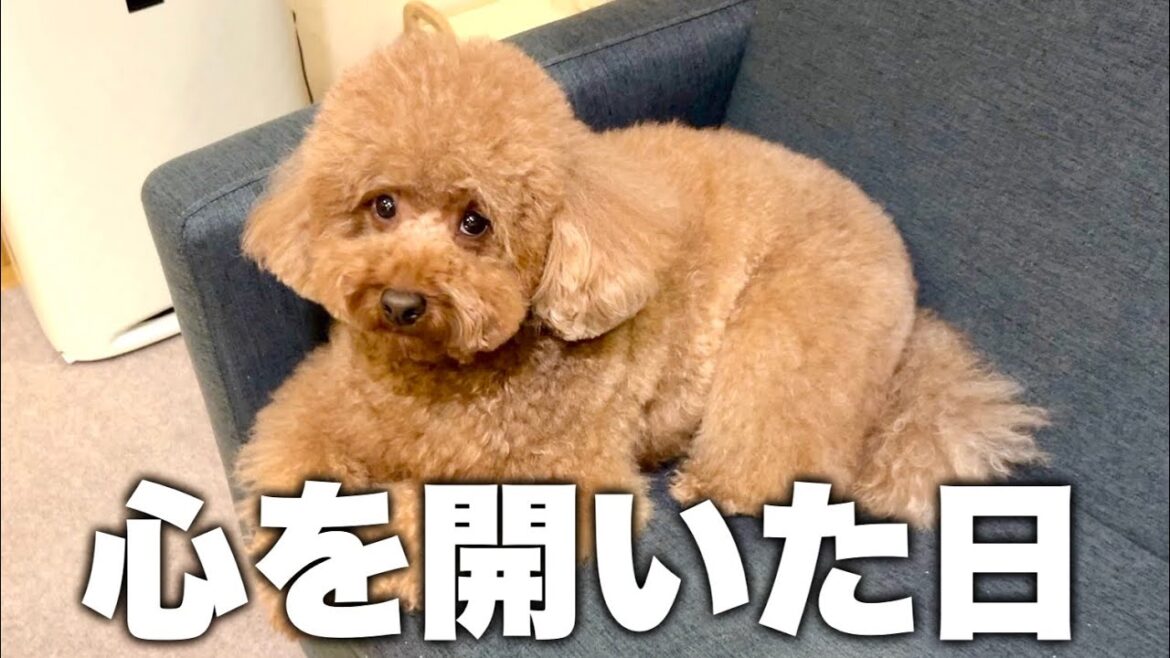 3歳でやっと私に心を開いたトイプードル。