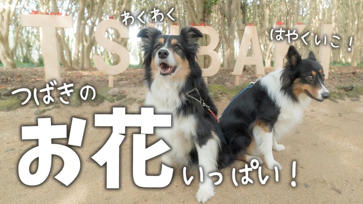 たくさんの椿の中を楽しそうに散歩するボーダーコリーとオーストラリアンシェパード