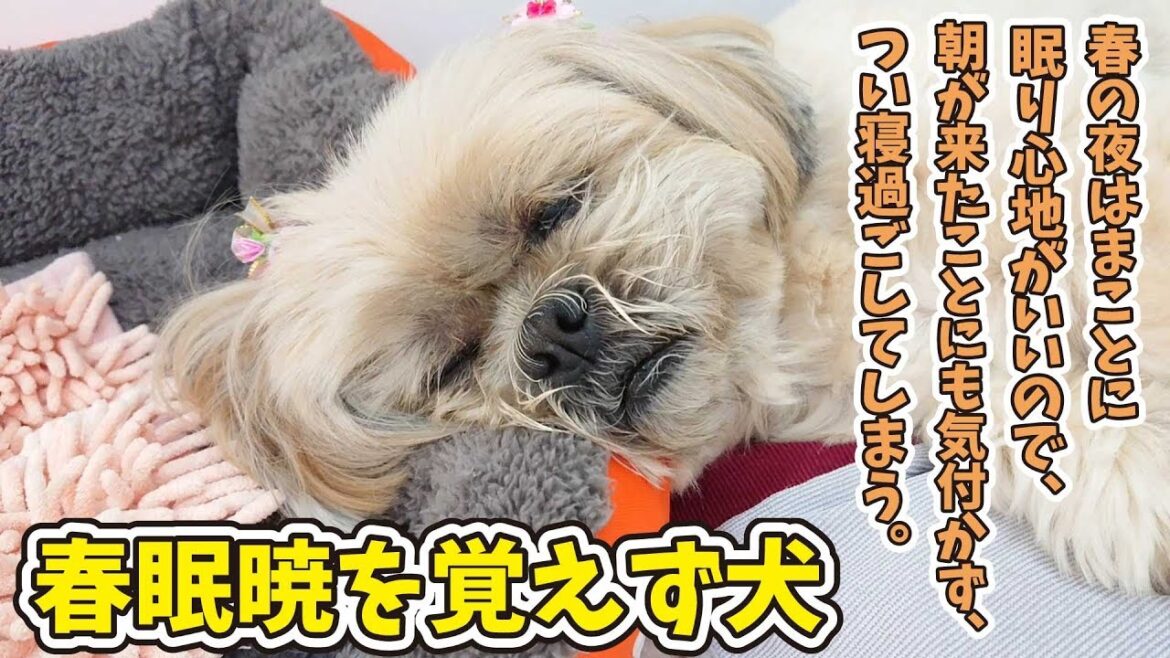 ほんと幸せそうに寝てます… 【ひみつきちなう！③】2019年3月22日