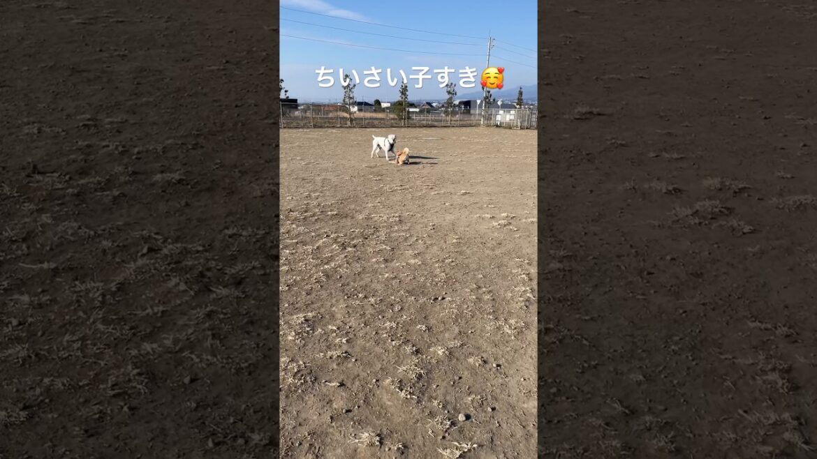 仲良しの子きたー🎶　ゴールデンレトリバー　ボクサー犬