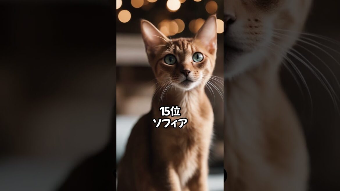 【人気の猫】アビシニアンに多い名前ベスト20 #shorts