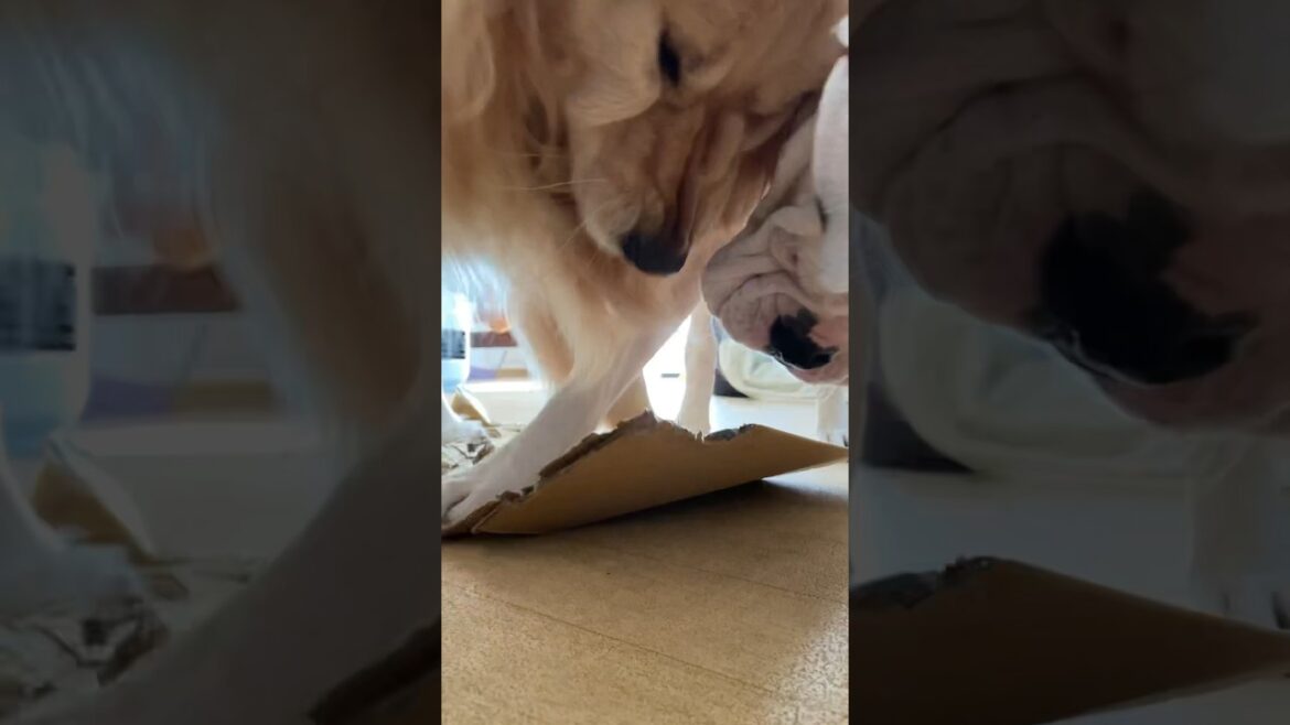 ストレス発散！！！！　ゴールデンレトリバー　ボクサー犬