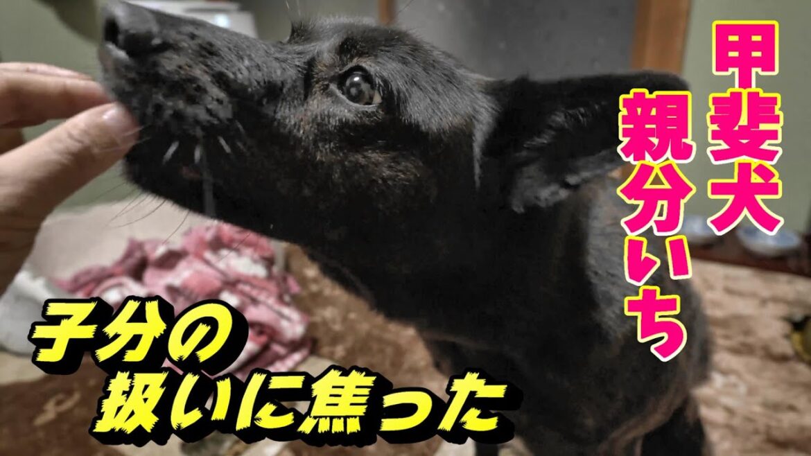 焦った、いち親分-　甲斐犬いち
