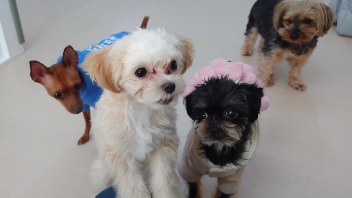 パピーマルプーでもおやつ警察は見逃さない　🐶ひみつきちなう！①🐶  2024年3月3日