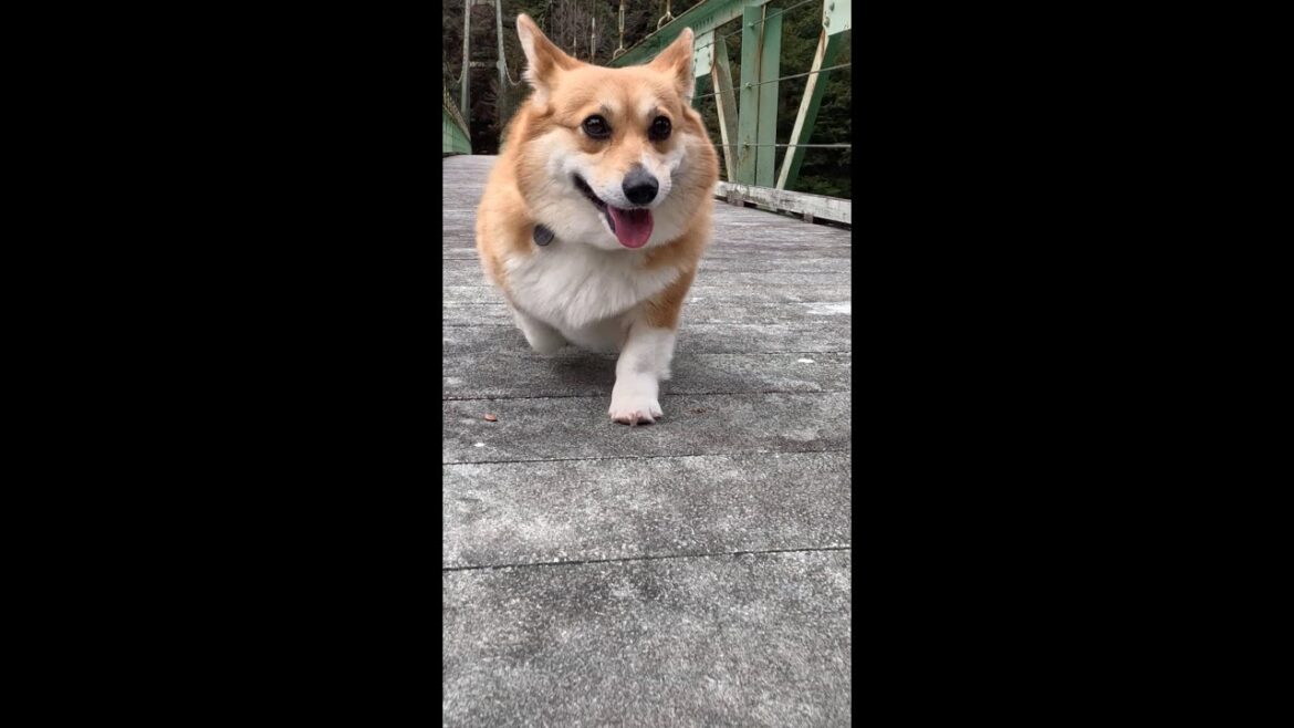 静かな吊り橋を渡るコーギー / Corgi crossing a quiet suspension bridge #コーギー #吊り橋 #sakura