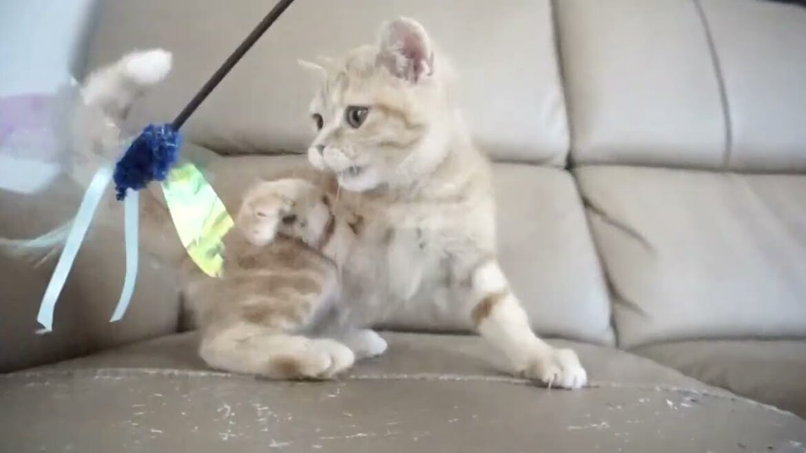 セルカークレックス子猫　2023.11.5産まれ 　レッドタビー　　男の子　Selkirk Rex　シーダキャット猫のお店
