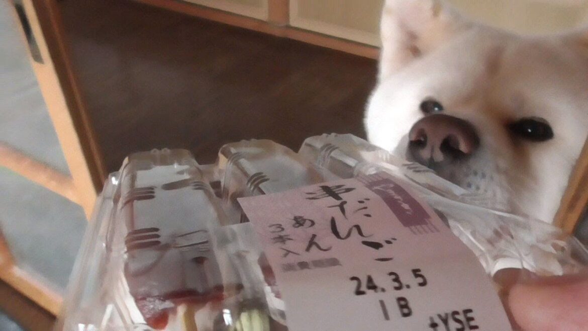 【秋田犬ゆうき】お仏壇にお供えしていた串団子は一応チャレンジしてみたけど食べられませんでした【akita dog】