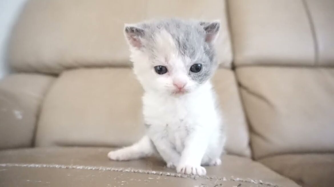 セルカークレックス子猫　2024.2.3産まれ 　ダイリュートキャリコ　パステル三毛　洋三毛猫　　女の子　Selkirk Rex　シーダキャット猫のお店