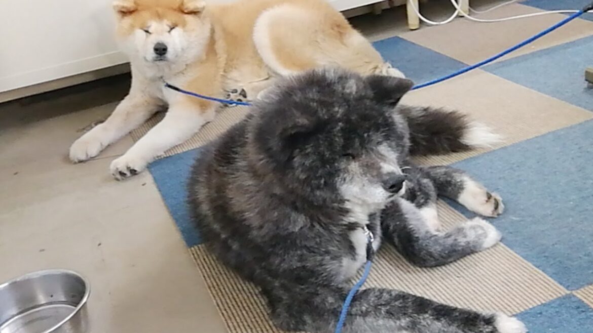 秋田犬会館配信！