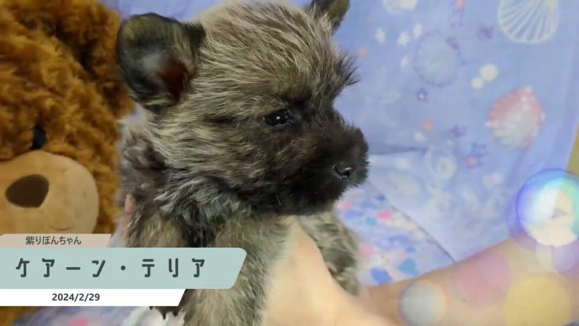 希少犬　ケアーン・テリアの男の子