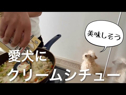 【愛犬にクリームシチュー】愛犬と一緒に食べられるクリームシチューレシピ。レークランドテリア 【愛犬にクリームシチュー】愛犬と一緒に食べられるクリームシチューレシピ。レークランドテリア