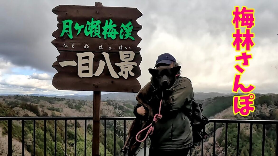 月ヶ瀬梅林周遊お散歩-奈良県三大梅林巡り①　甲斐犬いち
