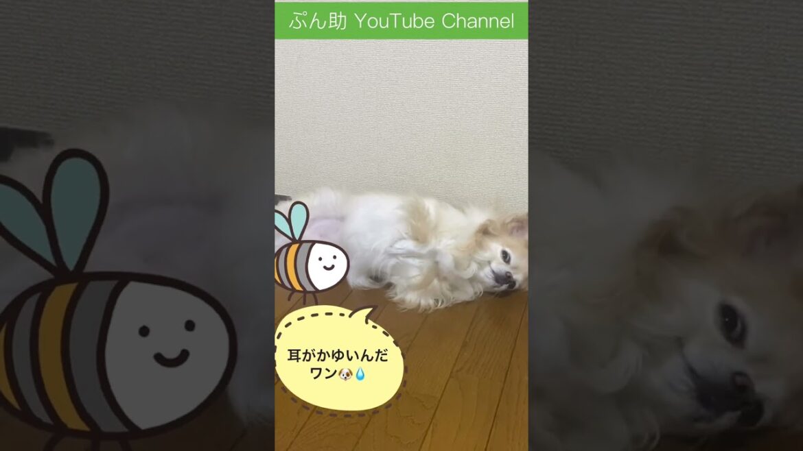 【ぷん助】耳がかゆすぎる #shorts #dog #ロングコートチワワ #ぷん助