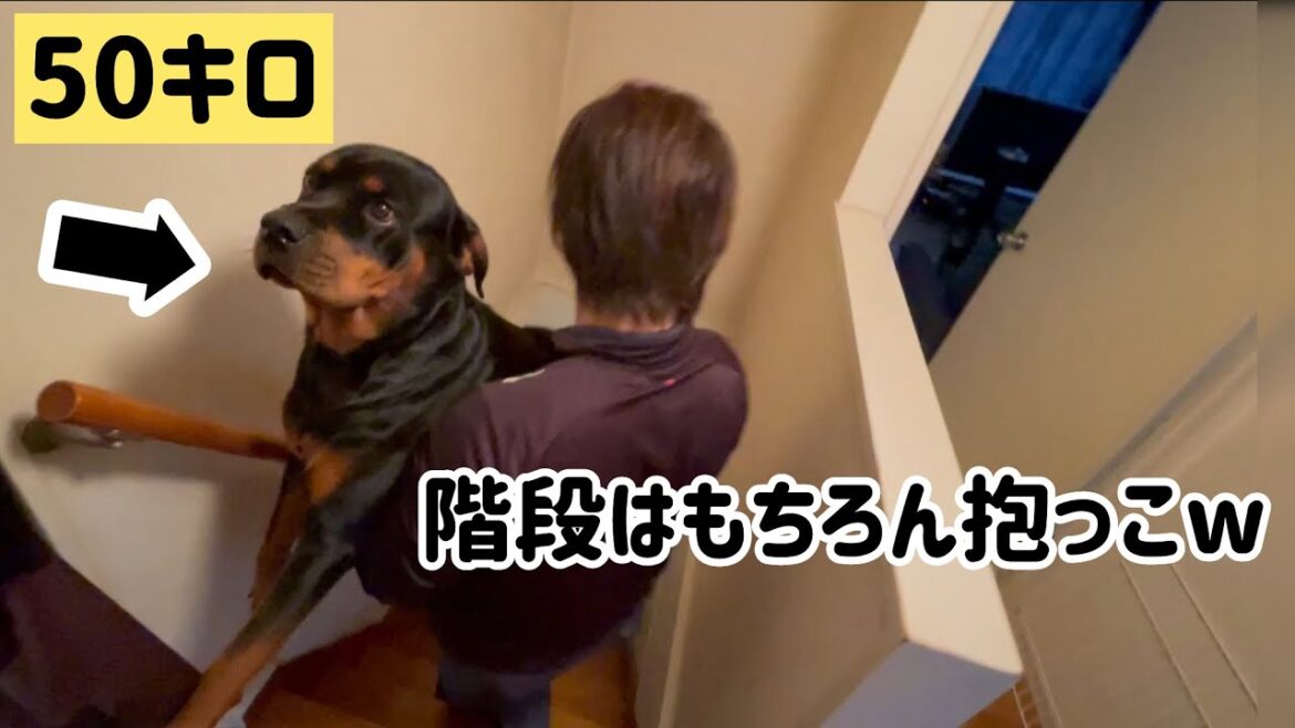 45歳趣味筋トレパパと超大型犬の朝は筋トレから始まる【モーニングルーティーン】