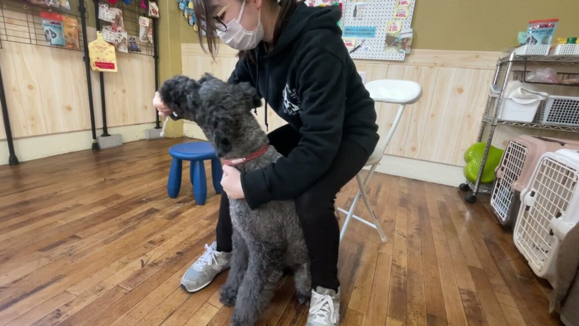 ケリーブルテリアの”マーフィーくん”と”歯磨き”の練習！