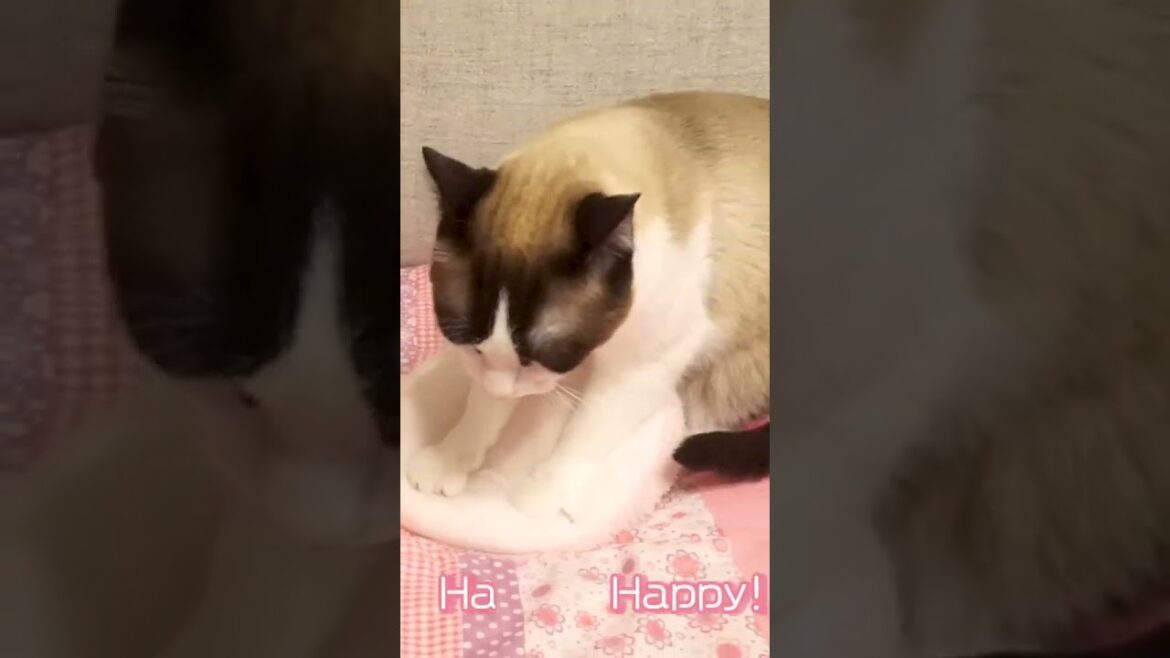 ハッピーハッピーに高速ふみふみネコ #shorts #猫ミーム #makingbiscuits