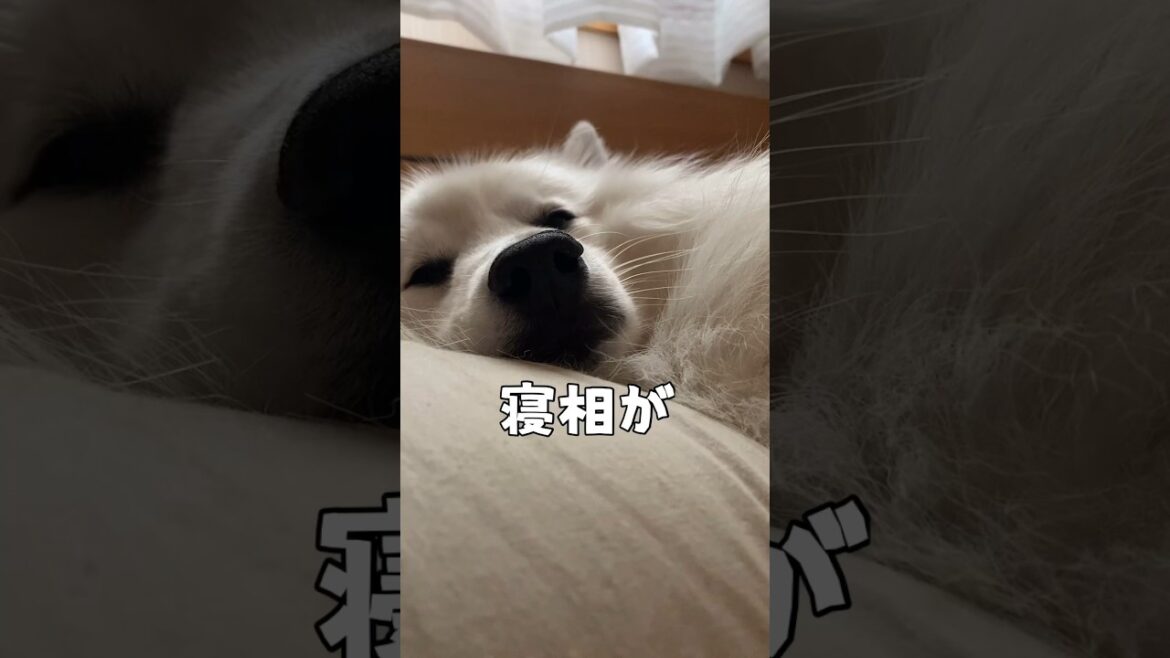 人間疑惑が払拭できない　#japanesespitz #日本スピッツ　#shorts