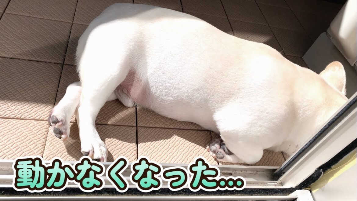 ベランダから帰ってこないと思ったら…【フレンチブルドッグ frenchbulldog】