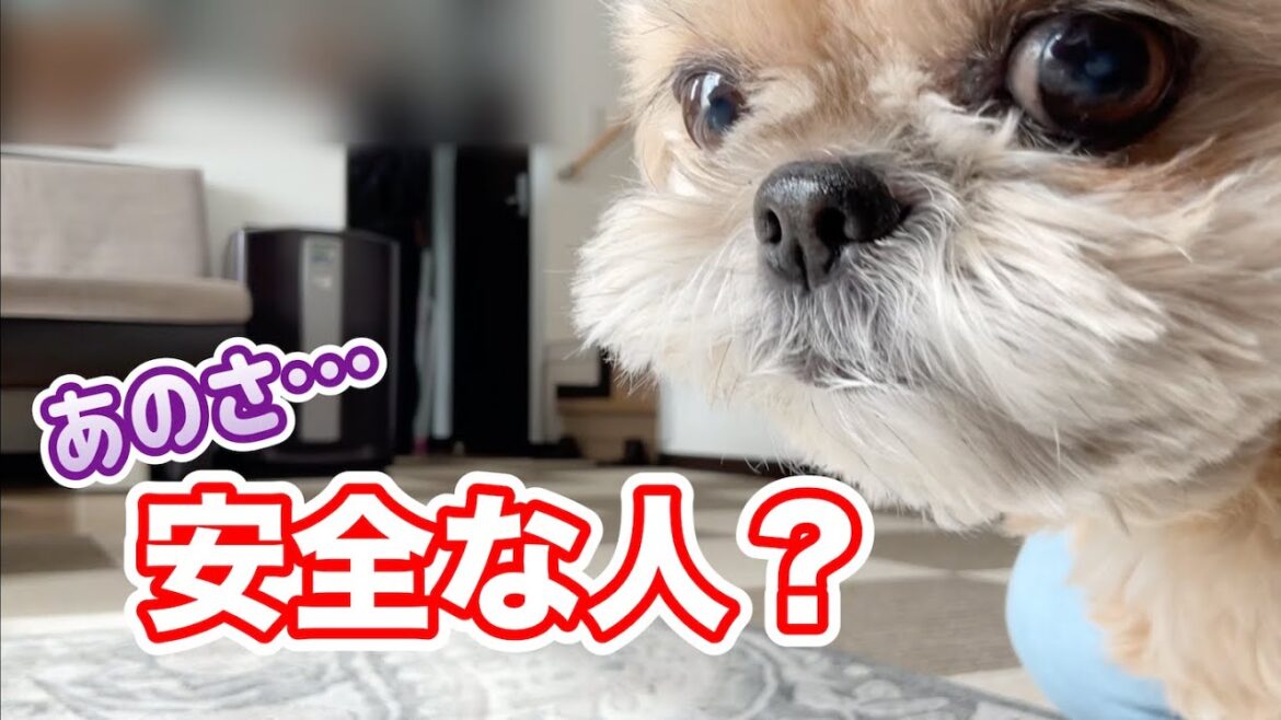 ひとりダルマさんが転んだ チワワ×シーズー