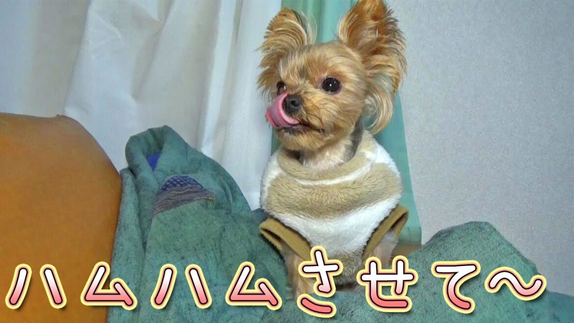 【ヨークシャテリア】どうしても甘噛みしたいヨークシャテリア【Yorkshire Terrier】 【ヨークシャテリア】どうしても甘噛みしたいヨークシャテリア【Yorkshire Terrier】