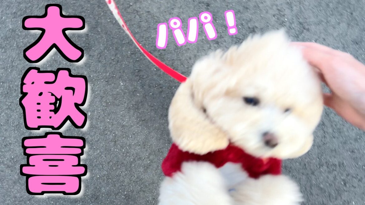 病院帰りのパパを散歩中に見つけた愛犬の反応がすごかったw