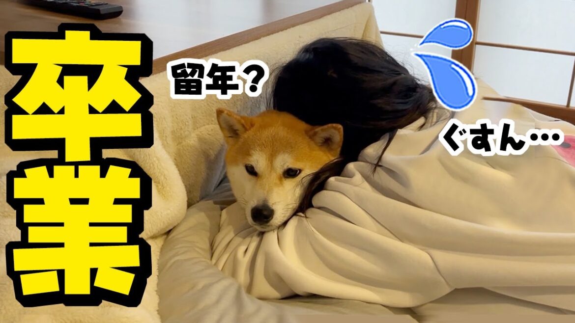 まさかの事態に！高校卒業…できず落ち込む娘を慰める柴犬