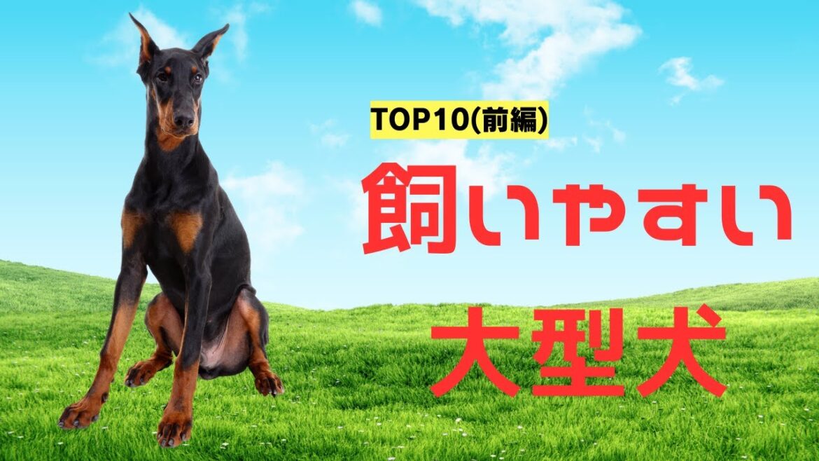 【大型犬初心者ガイド】飼いやすいトップ10犬種ランキング(前編)
