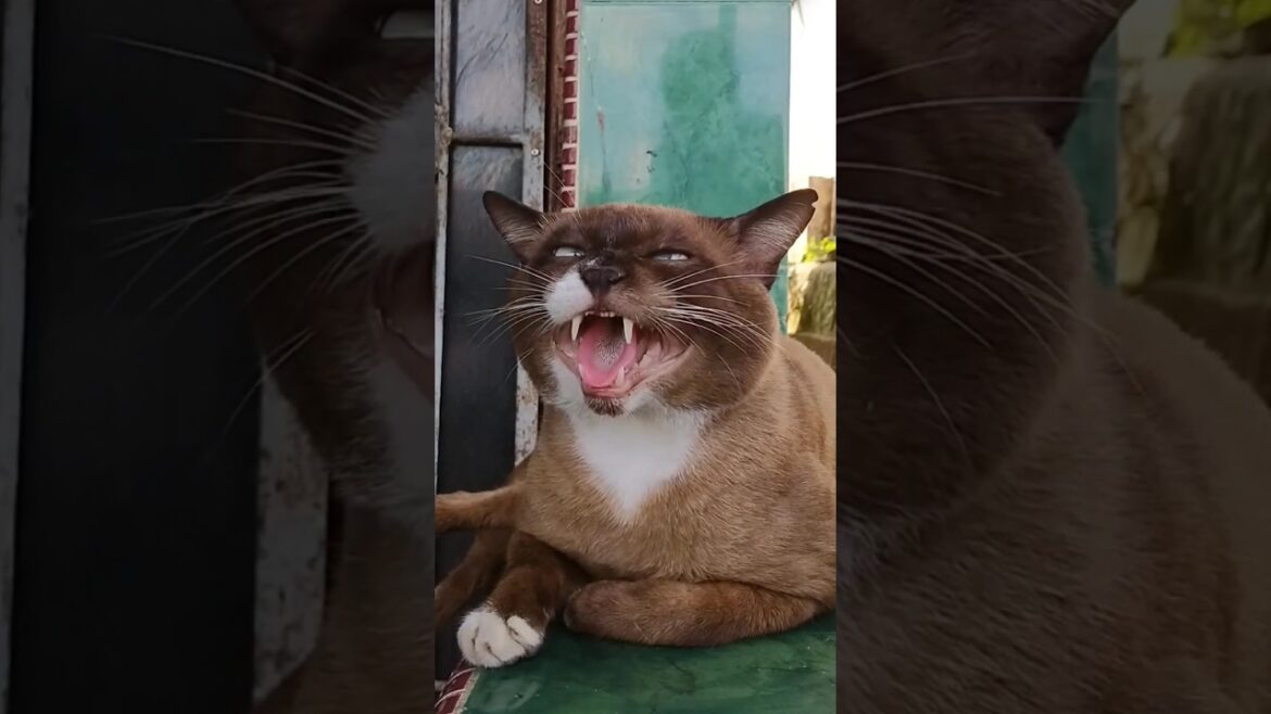 brown cat hissing #shorts