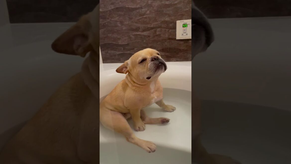 お風呂で寝てしまうフレンチブルドッグのブラン