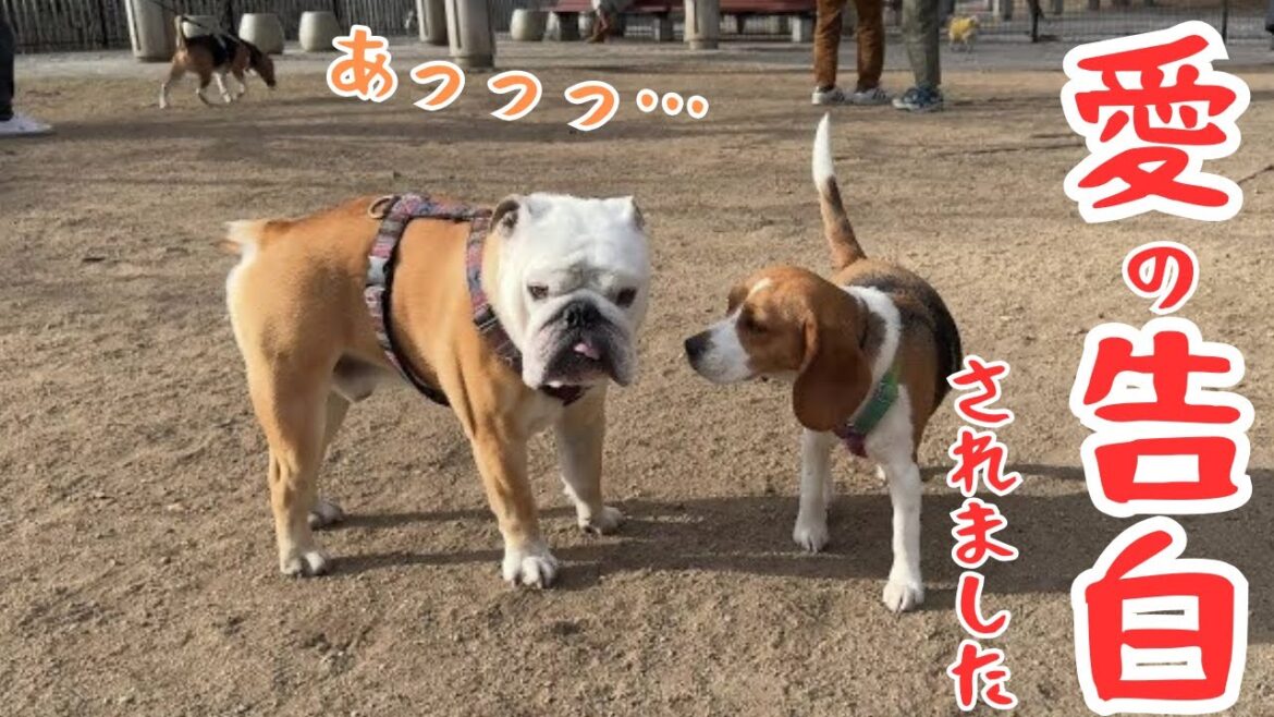 旅の途中で可愛いワンちゃんから愛の告白をされたぶるまる！結果は…