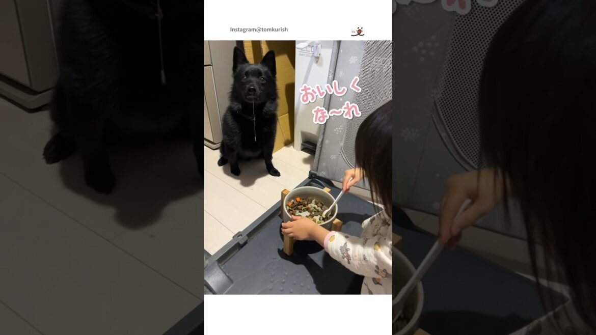 愛情いっぱいの魔法｜PECO #スキッパーキ #犬 #犬と女の子 #犬のいる暮らし #schipperke #dog #dogandgirl #doglife