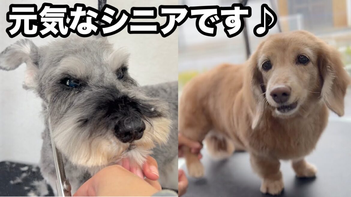 元気になったミニチュアシュナウザーとミニチュアダックスフンド！（りくくん）（はなちゃん）