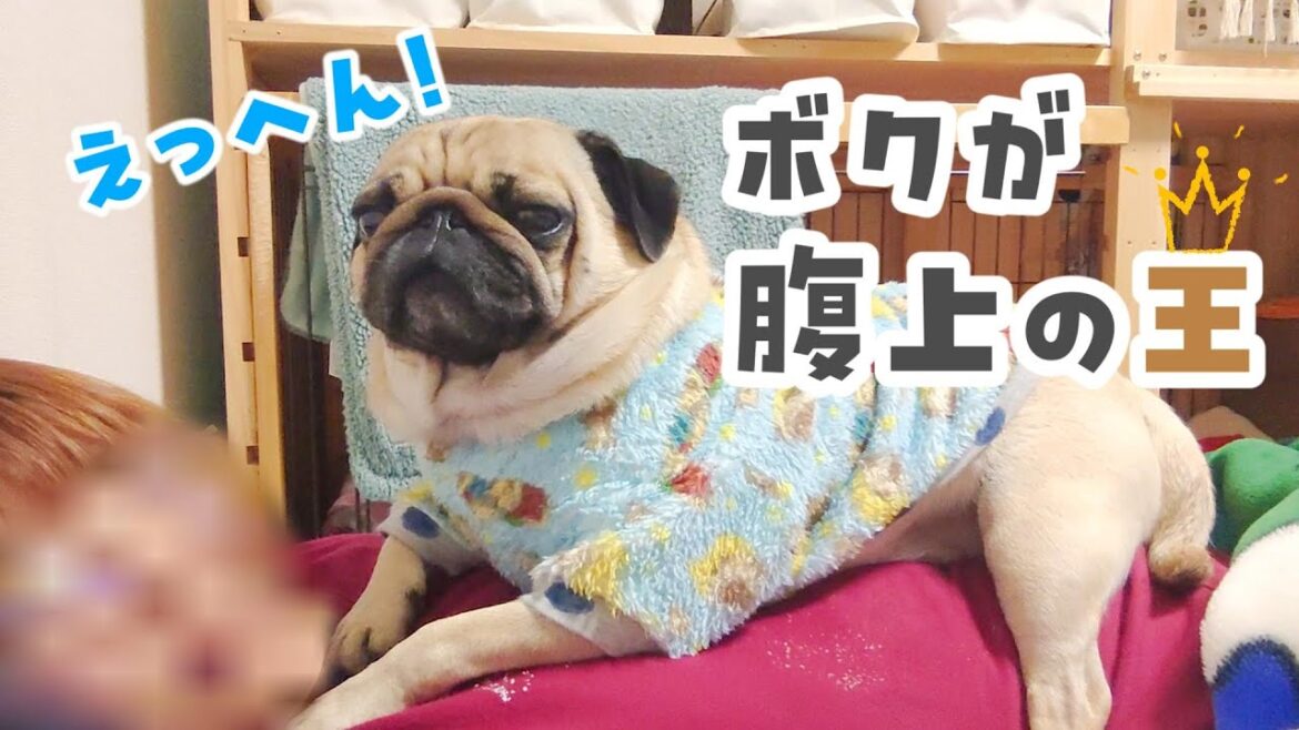 安静にしてと言われてパグが選んだ場所は飼い主のお腹の上でした｜パグのぺろぽん兄弟pug犬｜