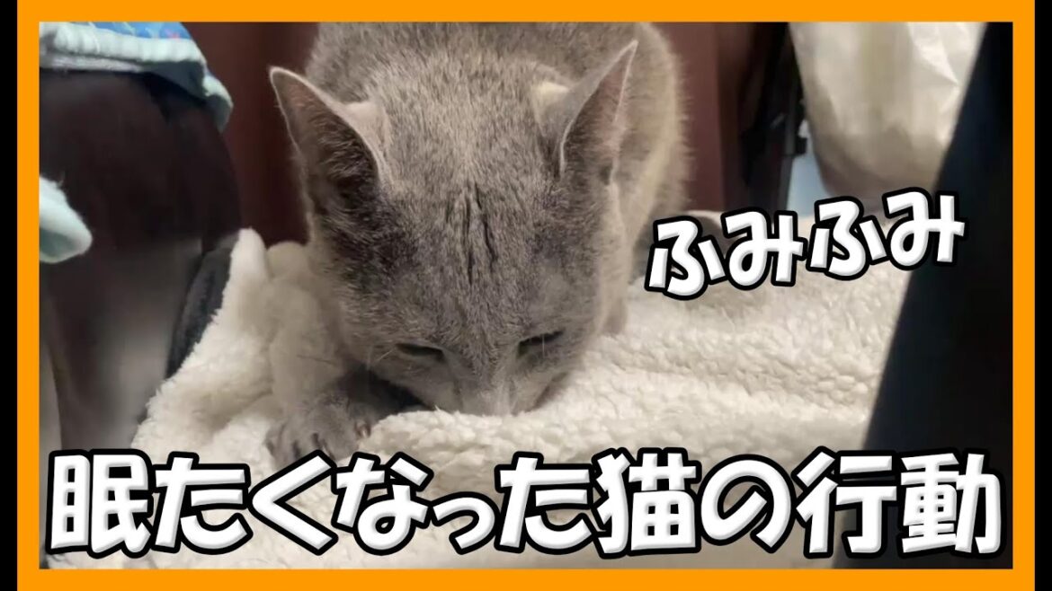眠たくなったロシアンブルーのふみふみが可愛すぎました