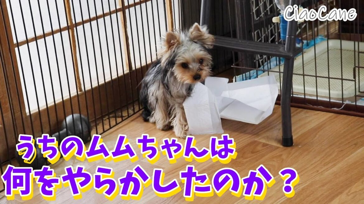 やらかしムムちゃん【ヨークシャーテリア専門犬舎チャオカーネ】