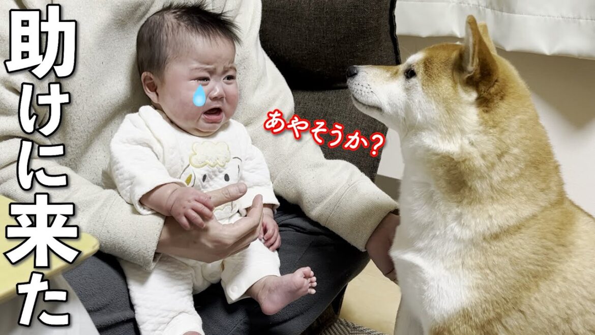 パパの無力さを察して赤ちゃんをあやしに来る柴犬