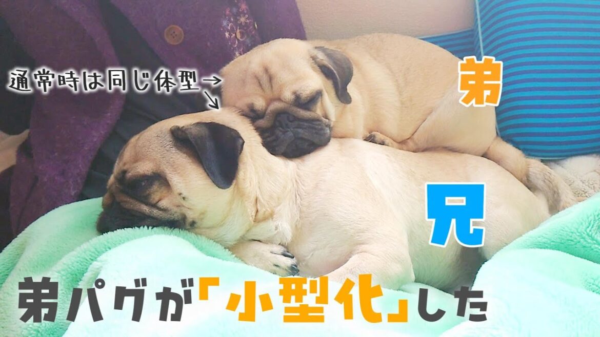 兄パグの上で寝るために体を小型化させることに成功した弟パグ｜体重そのまま｜パグのぺろぽん兄弟pug犬｜