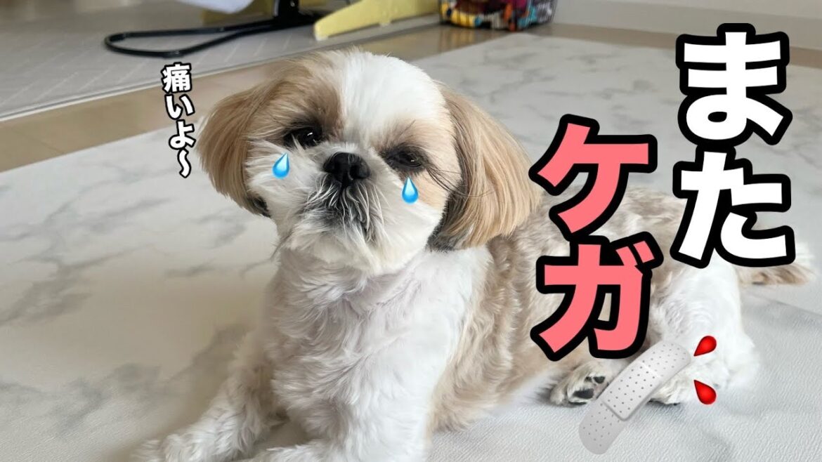 【シーズー】【悲報】またケガをしてしまいました…💦