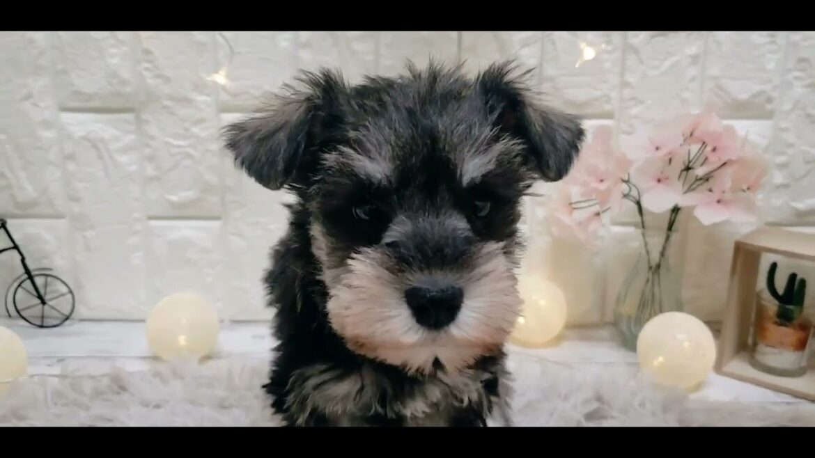 ペットショップ 犬の家 岡山店 「ミニチュアシュナウザー」「166988」