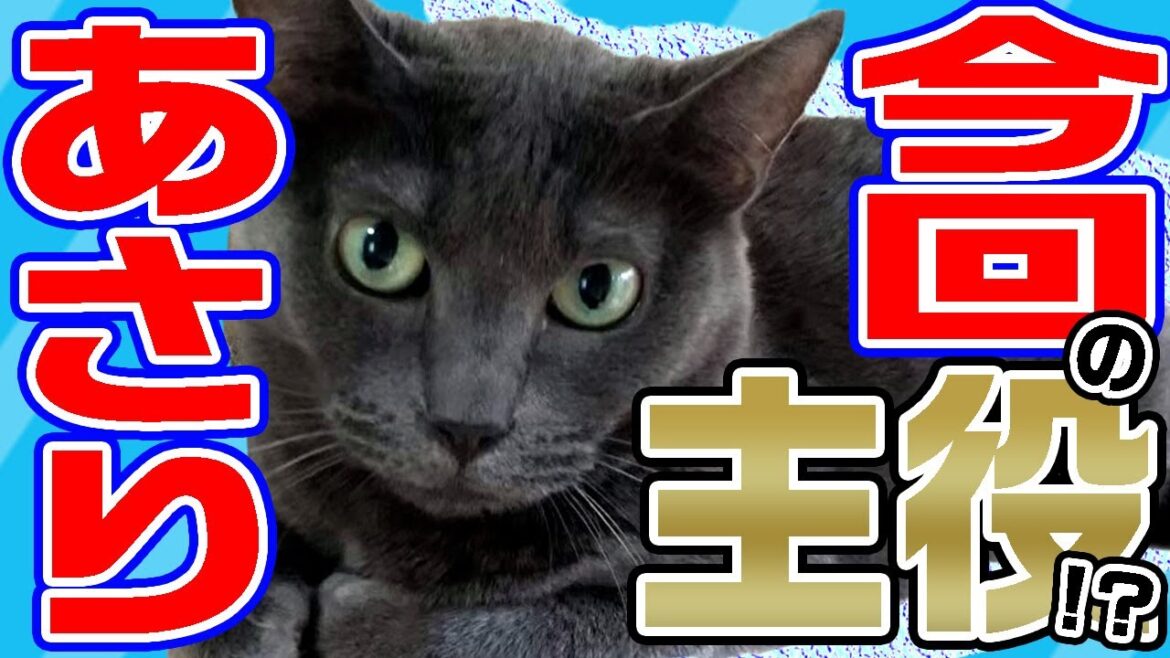 【エピソード4】成田さん家⑦～ロシアンブルーの美猫が今回の主役☆しかし、その座を狙う◯い影！？