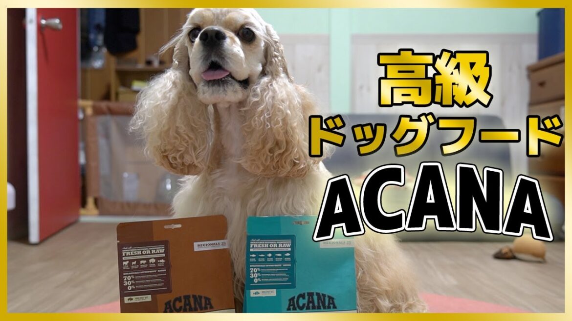 高級ドッグフード「ACANA」を食したら反応が凄かったアメリカンコッカースパニエルかんた