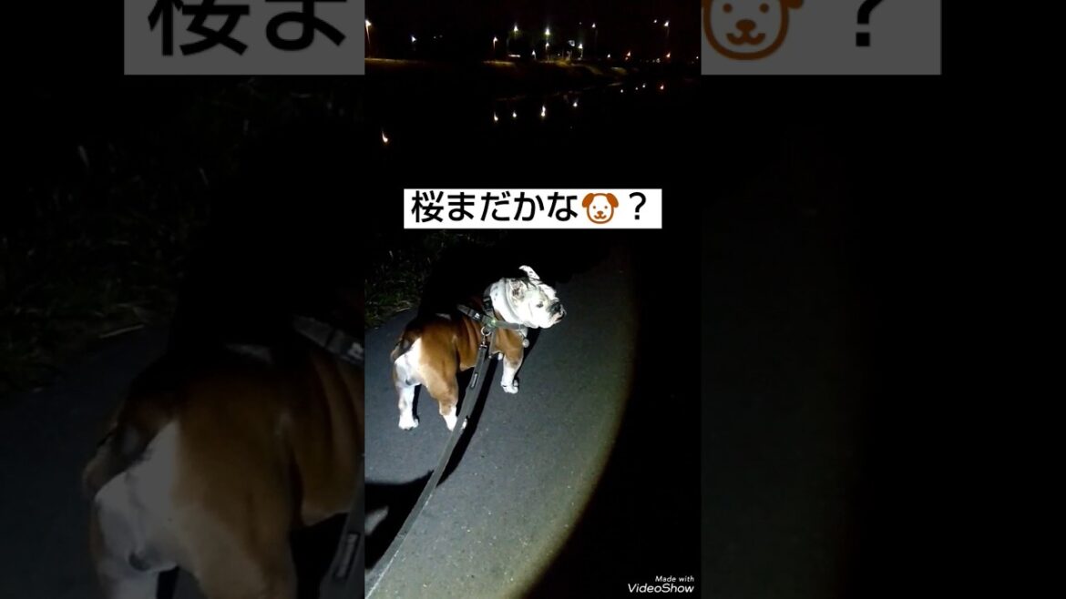 桜の開花を待ちわびる🐶🌸#shorts#犬#ブルドッグ#犬のいる暮らし#シニア犬#2024年#春#3月#お散歩