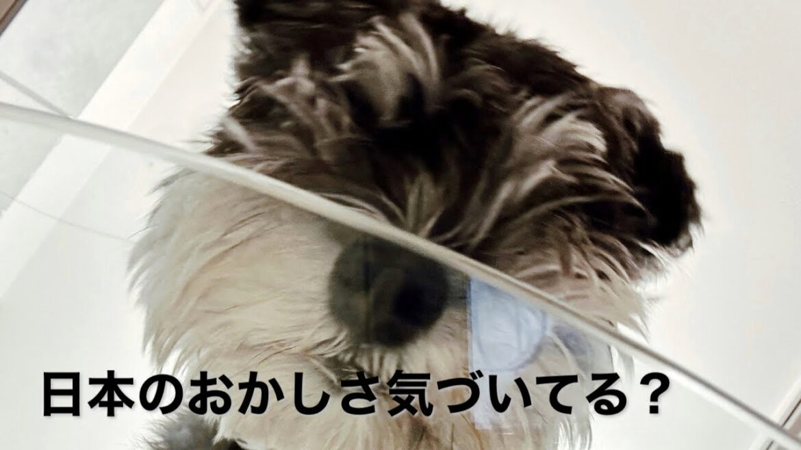 【おかしな日本】ミニチュアシュナウザーが笑っちゃうくらいおかしな国/毒舌にもなるよね。笑