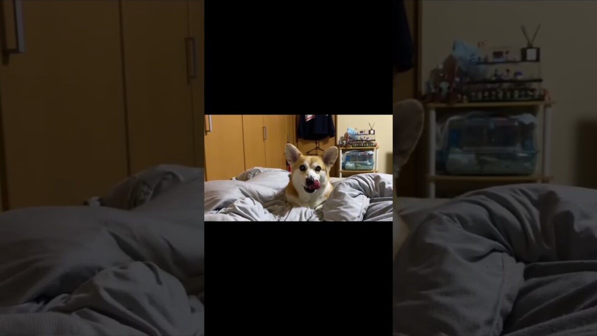 珍しく怒られるくきたん🙂 #くきたん #dog #コーギー