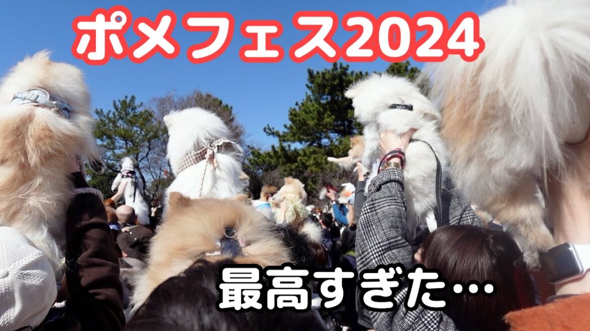 ポメラニアンフェスティバル2024が最高すぎた・・・