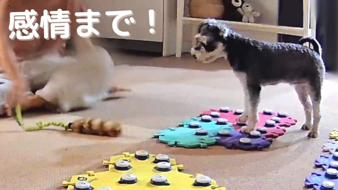 100%の感情を言葉でぶつけてくる犬【しゃべる犬】