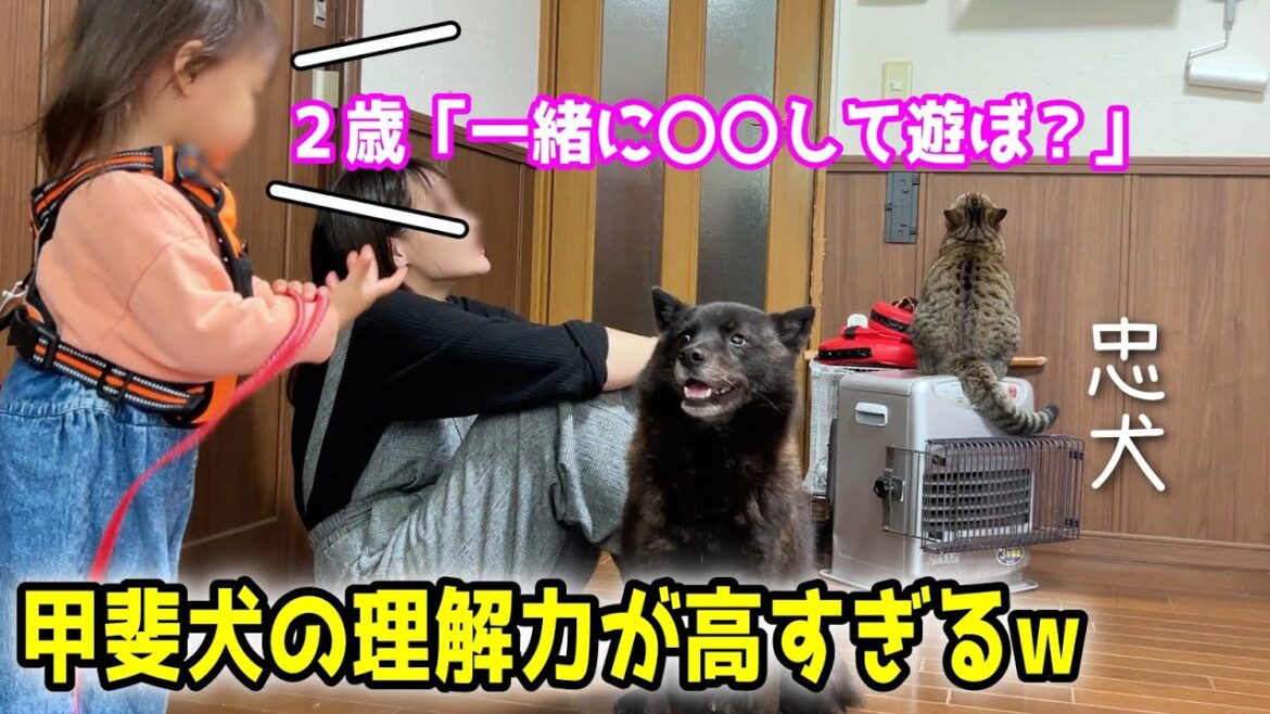 【忠犬】甲斐犬の理解力が高すぎてビックリしましたw
