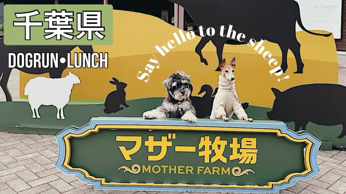 【千葉県】マザー牧場に愛犬とお出かけ/ドッグラン/初めての動物とご対面🐾 【千葉県】マザー牧場に愛犬とお出かけ/ドッグラン/初めての動物とご対面🐾