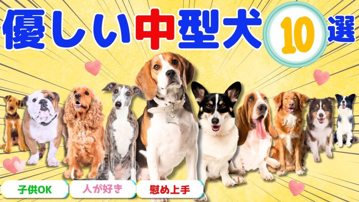 性格が優しい中型犬10選【トリマー 監修】特徴、性格、飼い主の声も！