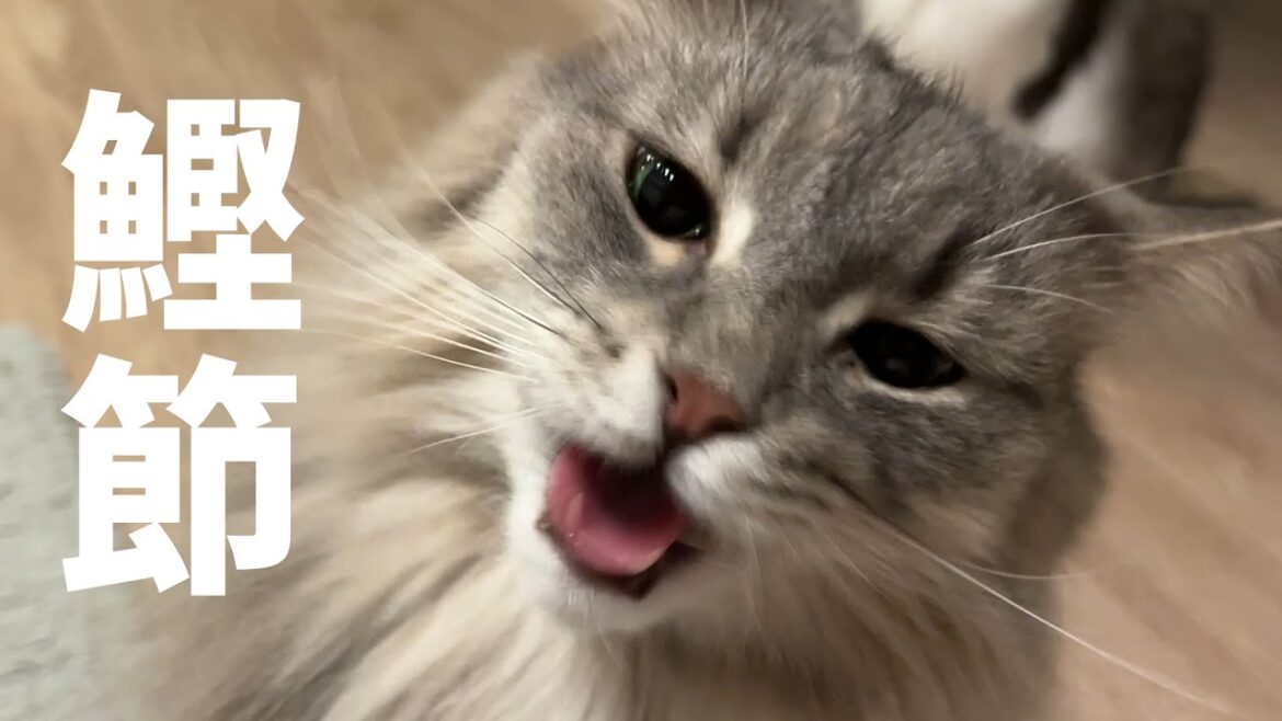 最近かつおぶしにハマっている猫はこちらです ノルウェージャンフォレストキャット